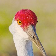 H1P2461 - Version 2  Eye To Eye With SandHill Crane (Matted 18X24 Print 12X18) JAH-13-401